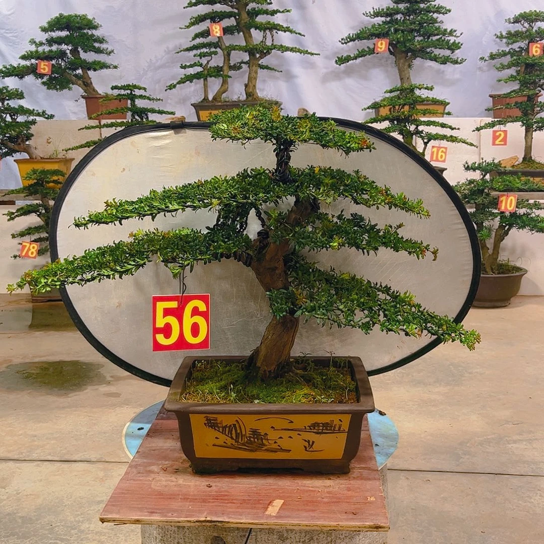 归***6无花朵老桩老盆罗汉松