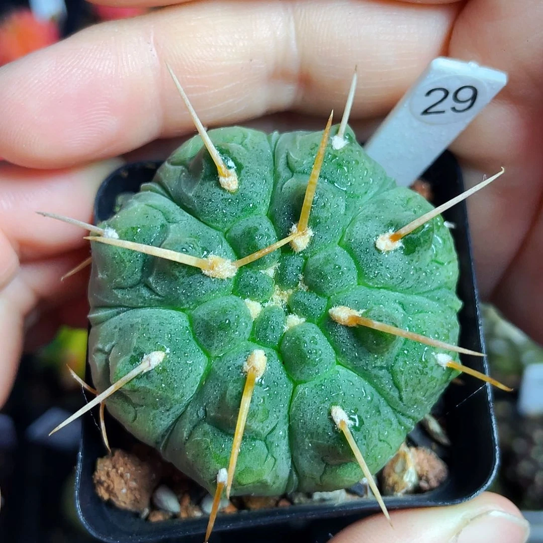 非偏远地区满25包邮仙人球裸根