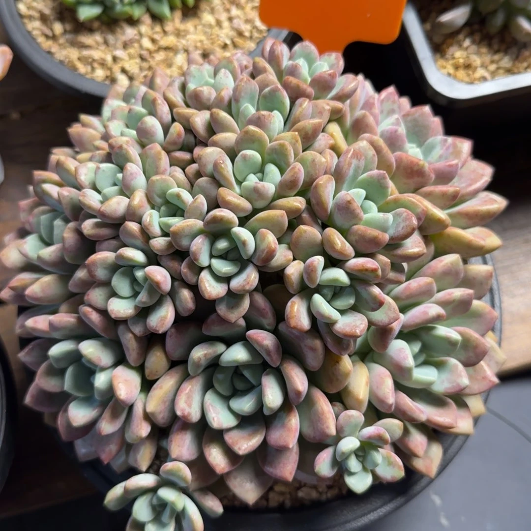 花斑鹭大群11111111111111