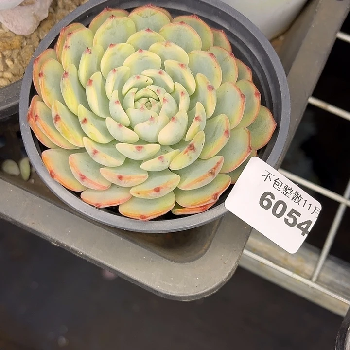 阿雅园艺。        6054姬莲锦