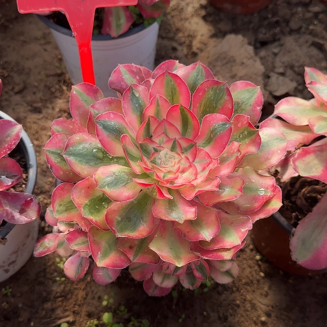 4186爱丽丝多肉法师