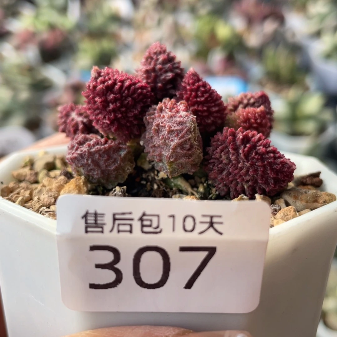 307。