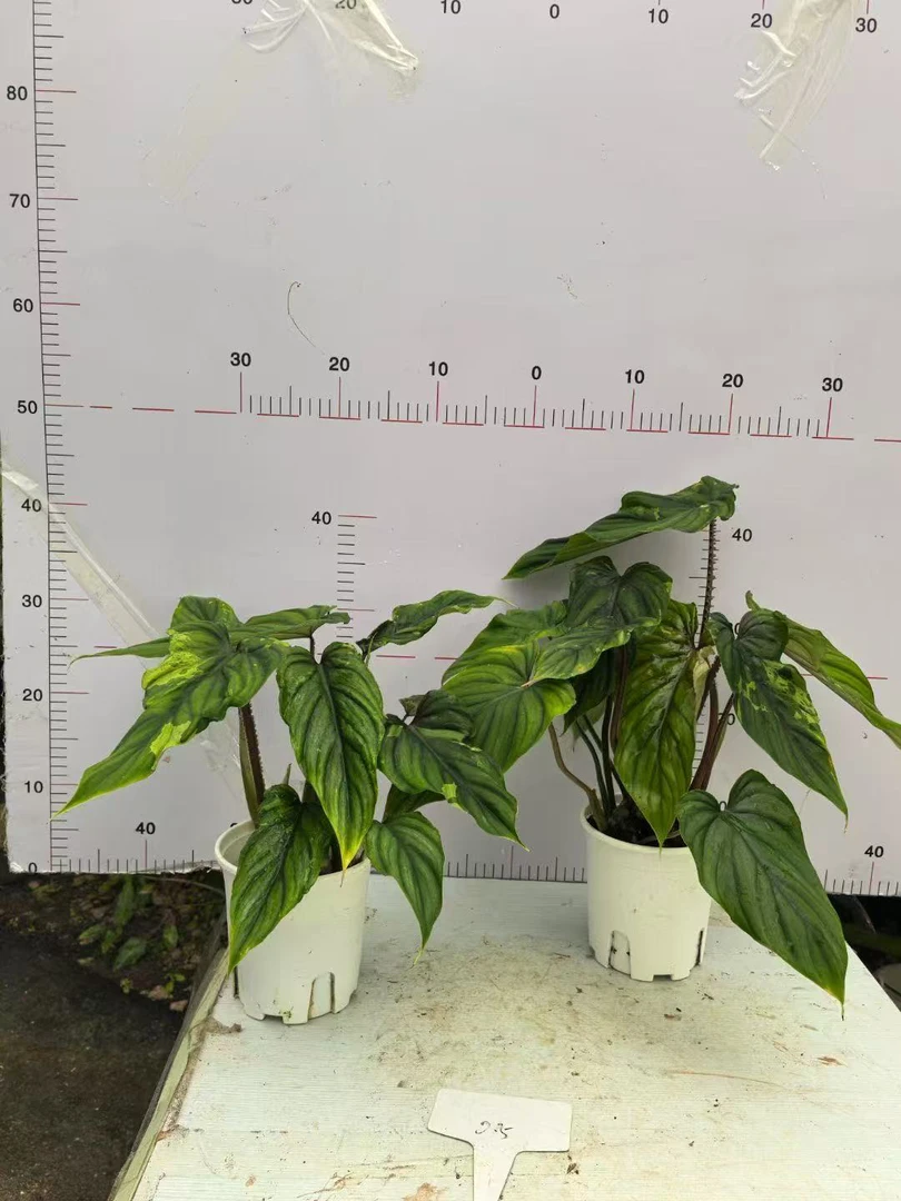 黑脸碧浪蔓绿绒（图片仅供参考）标价为一颗 叶损叶损版本