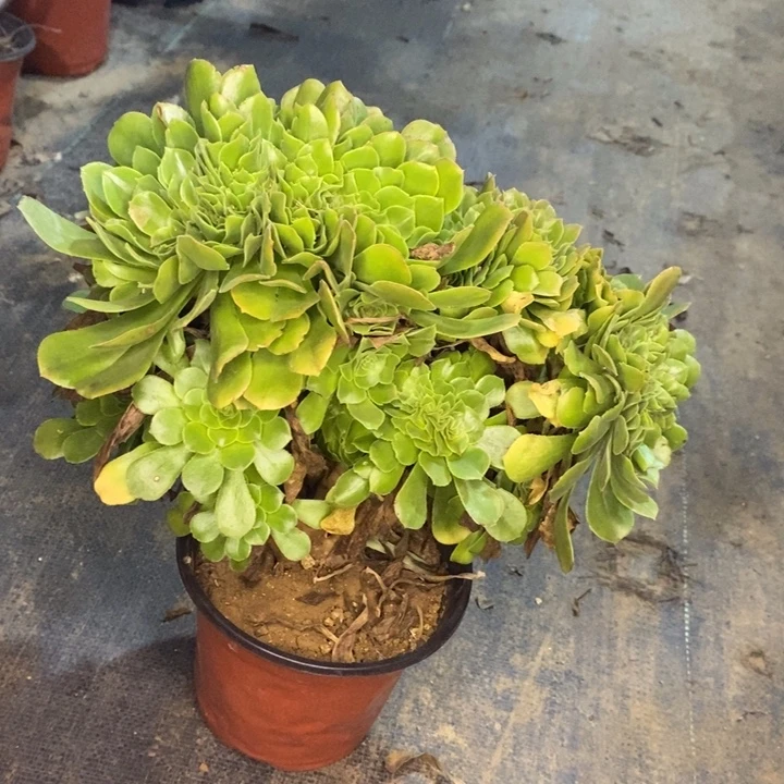 绿羊绒缀多肉植物014