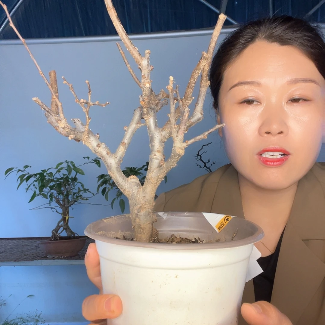 无花朵原生25252525海棠