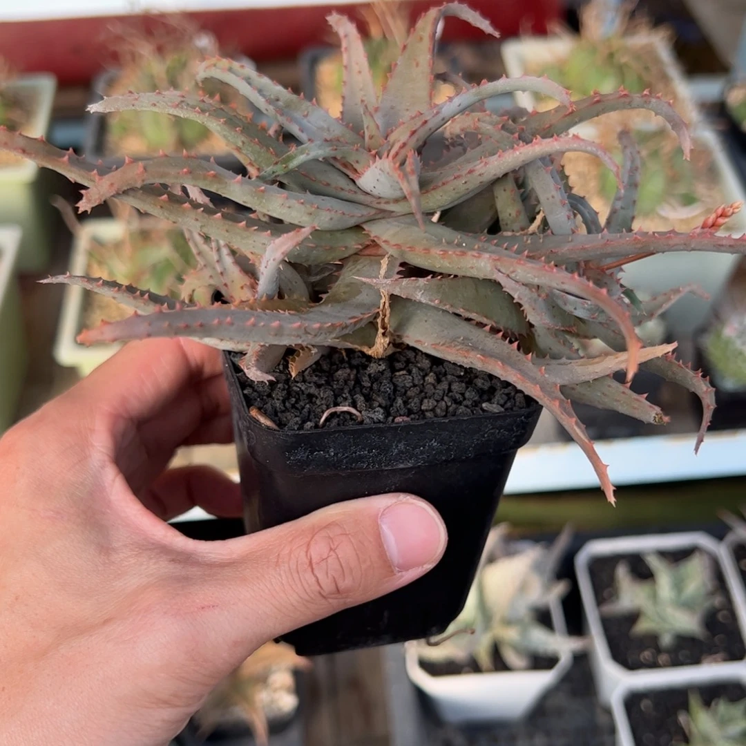 实生园艺芦荟 脱土发货的