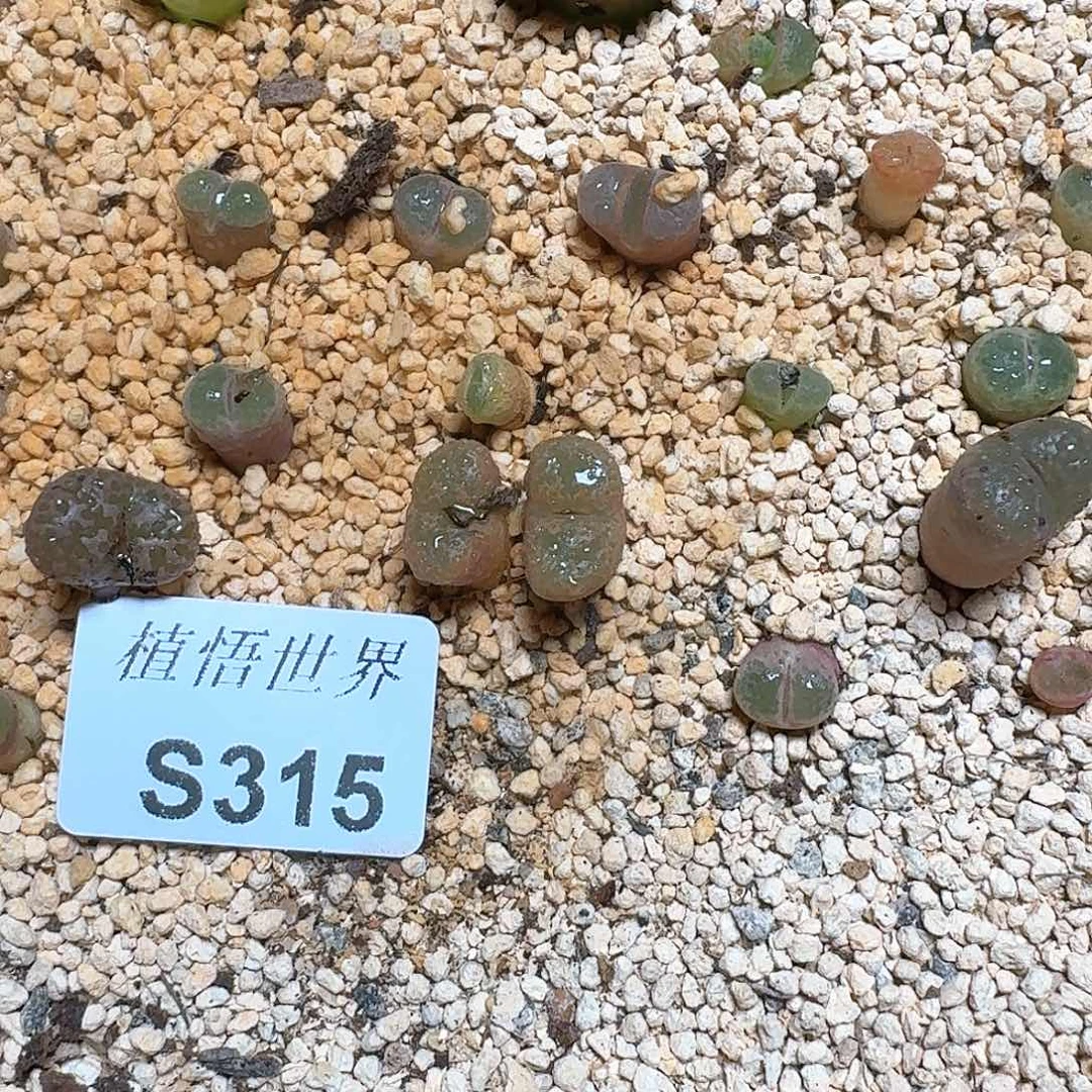 J***轩315号多肉植物哇c g