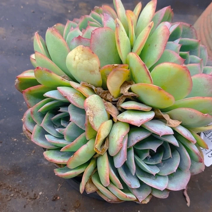 夏悦多肉0209-191晨露