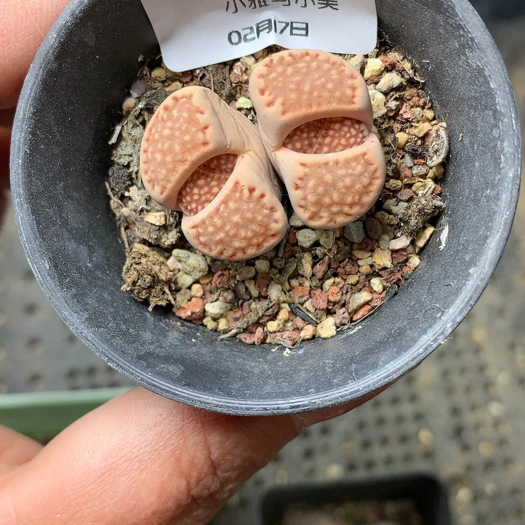 K788多肉植物保护研究所