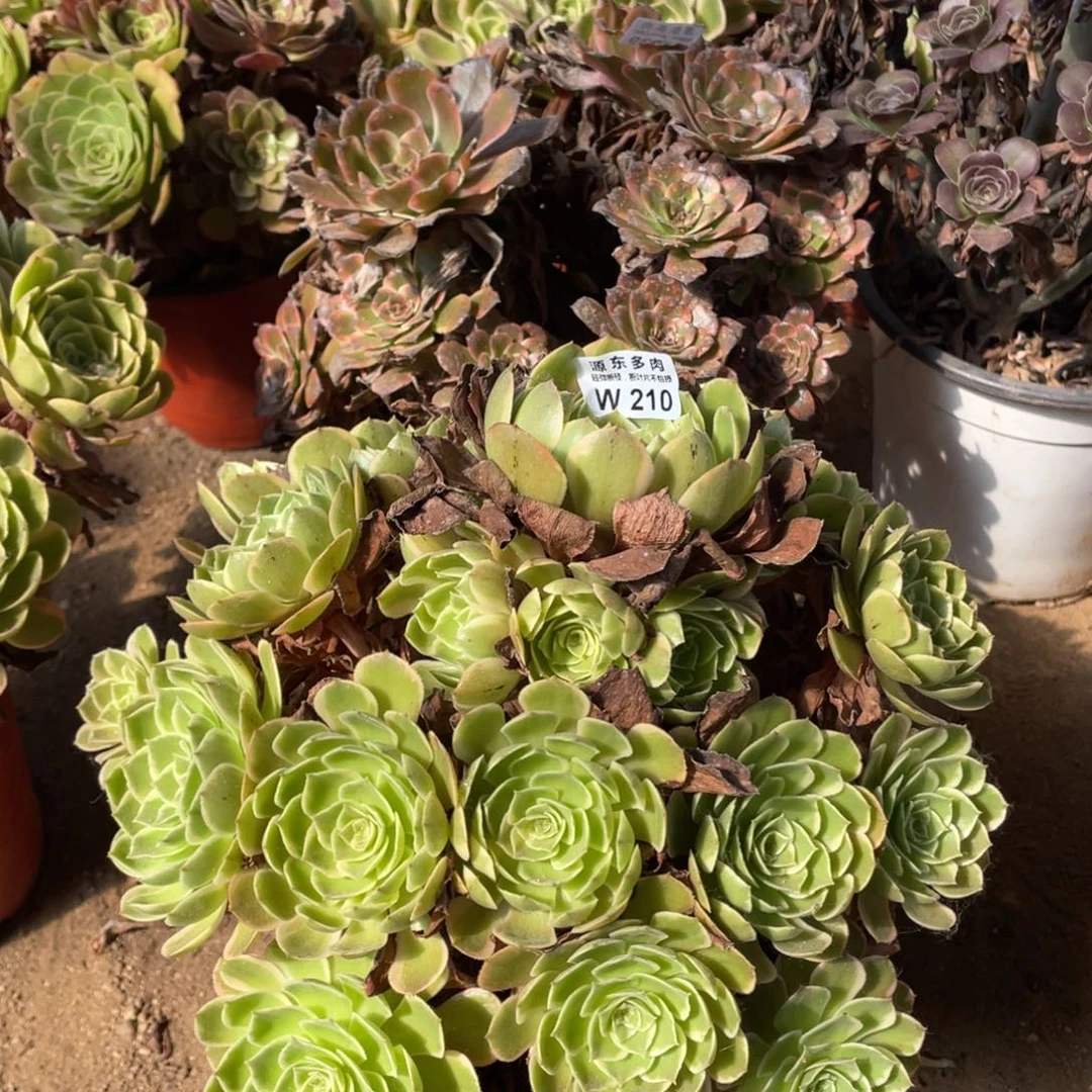 210粉花哟多肉法师断枝不包