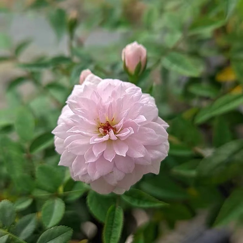 月瞳月季  姬月季  超微月季 稀有品种 小轮 迷你粉色 绿植盆栽