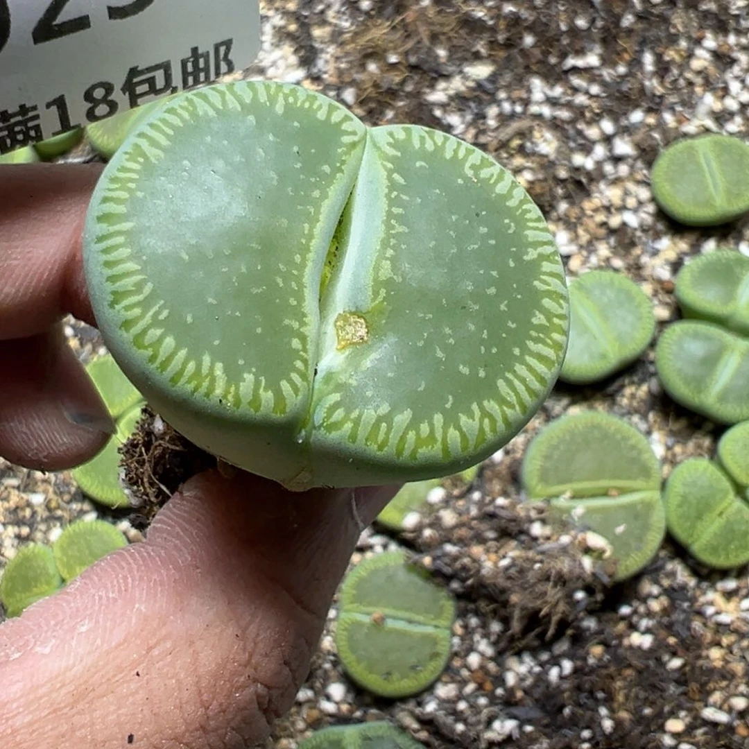 【闪购商品】 925。