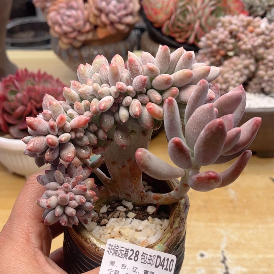 【闪购商品】410白美人缀