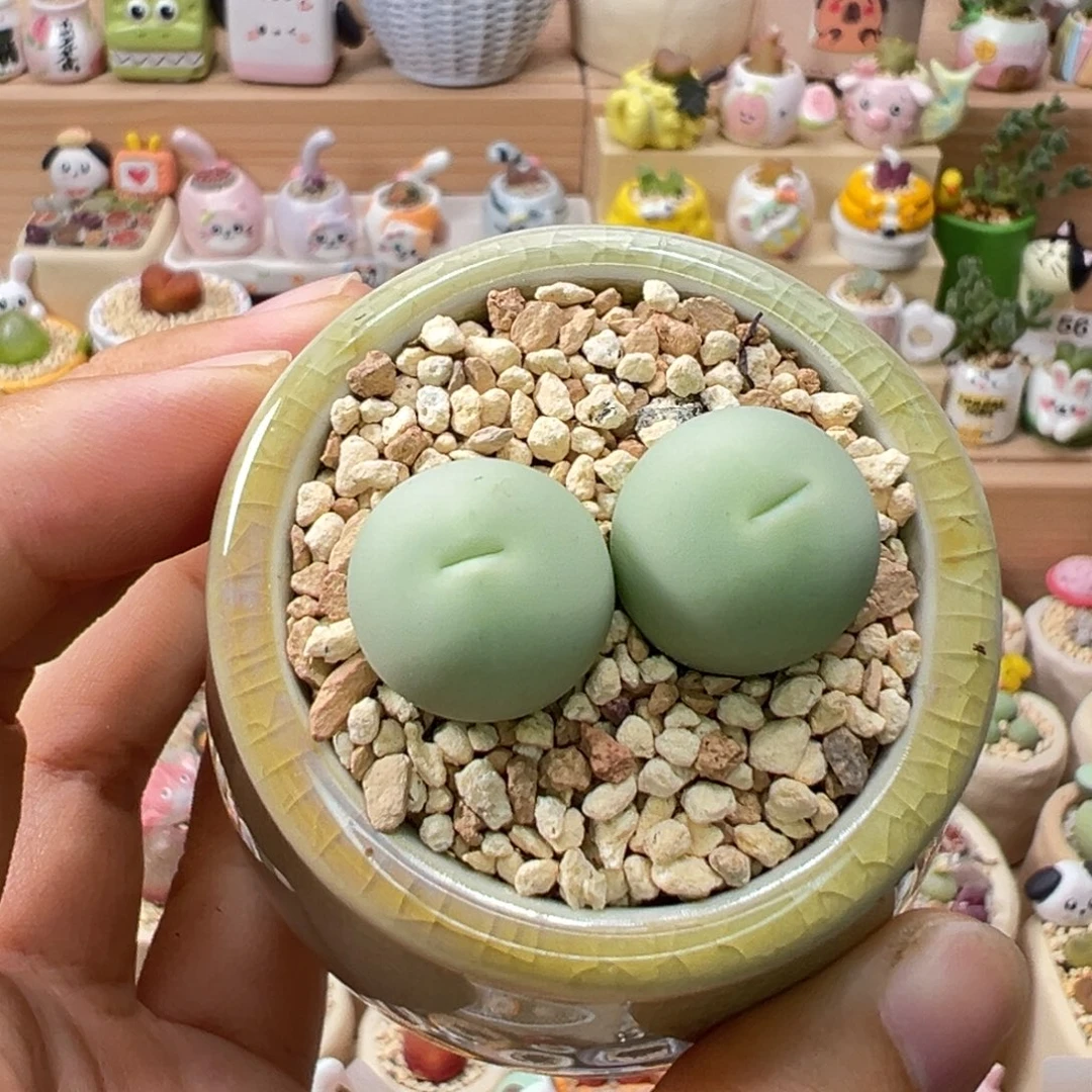 多肉植物103号鸽子蛋