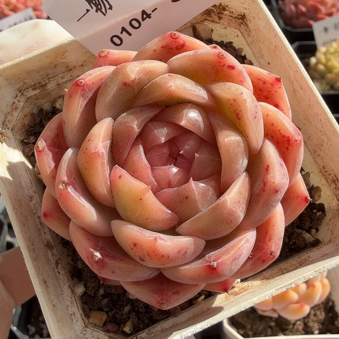 0104-50多肉一物一拍