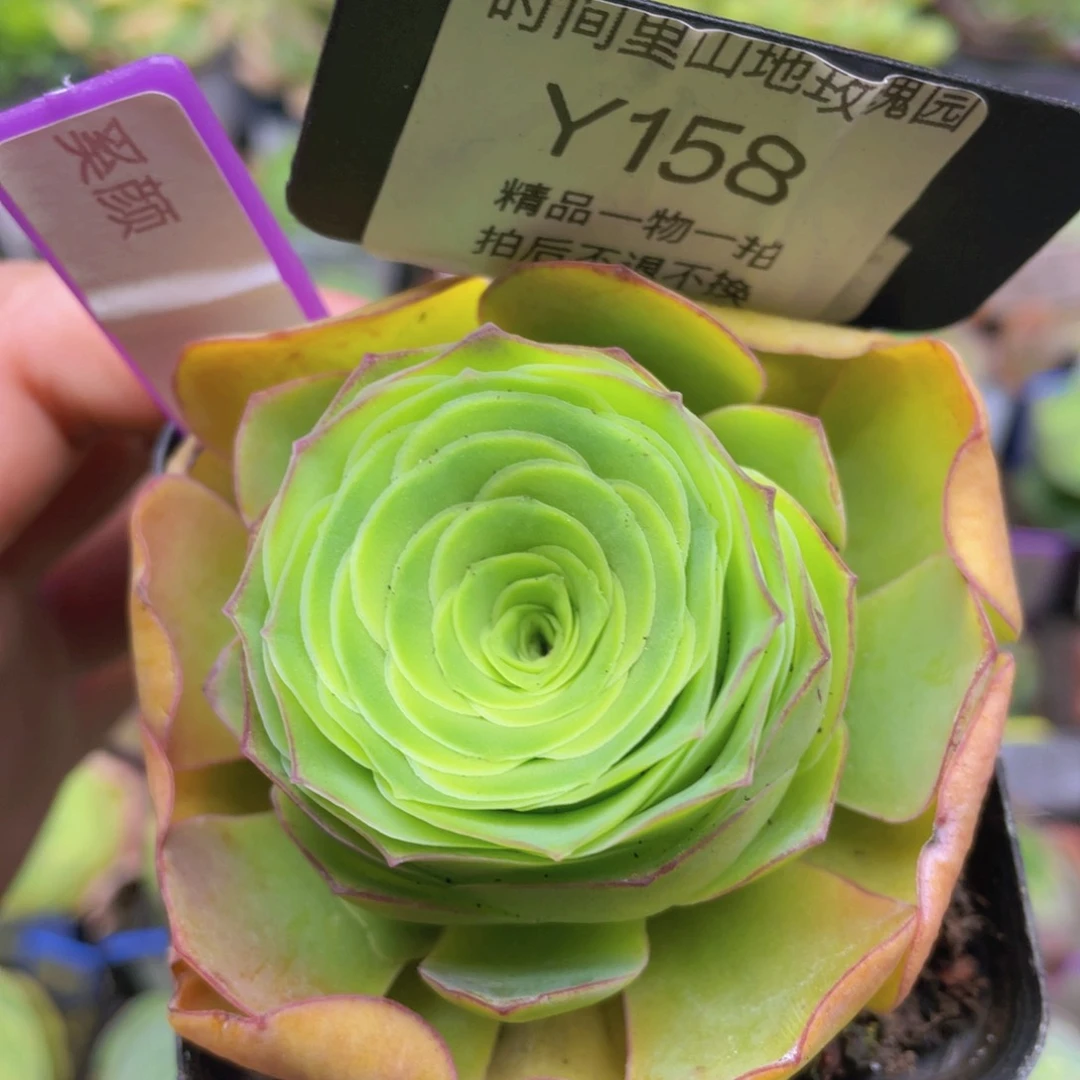 奚颜多肉158一物一拍