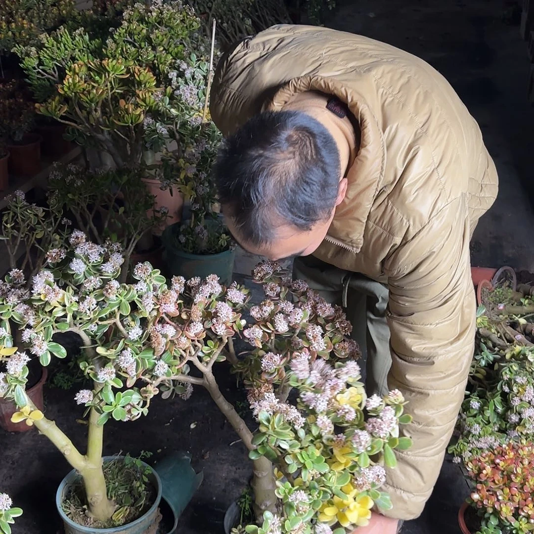 猛***龙5419三色花花月白锦