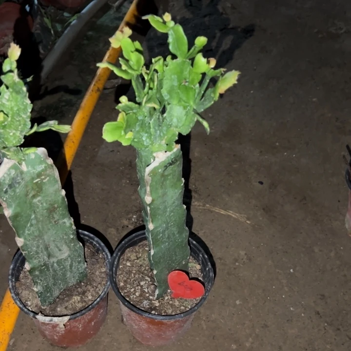 凡***想当前无花栽培后可以开花2285  403