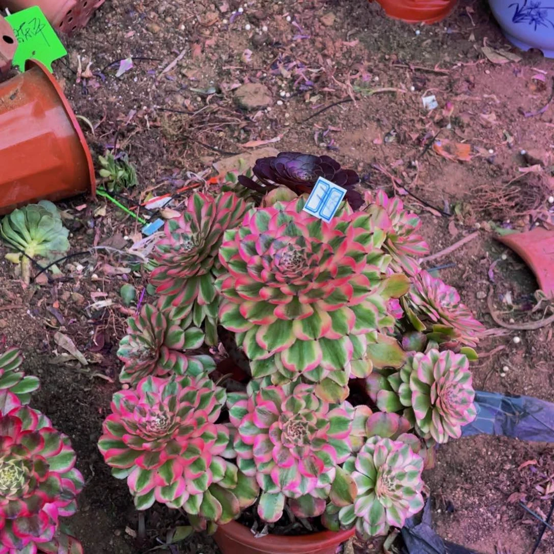 S***C66鲜花老桩凌波仙子