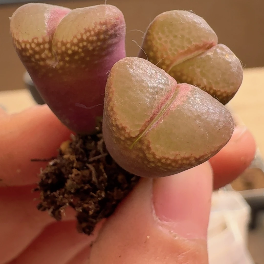 开****x12-89poppopppppppoopopp