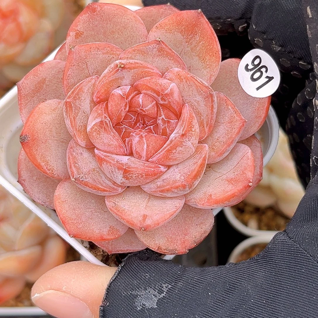 961  新品珍妮18包邮