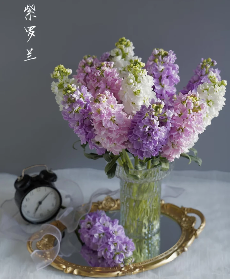【紫罗兰】收到花要醒花~云南鲜花批发基地直发【叁叁鲜花】