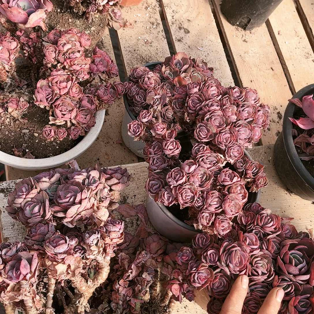 小叶秀妍30一堆处理