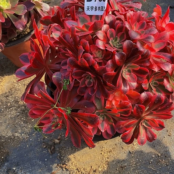 多肉美杜莎769多肉