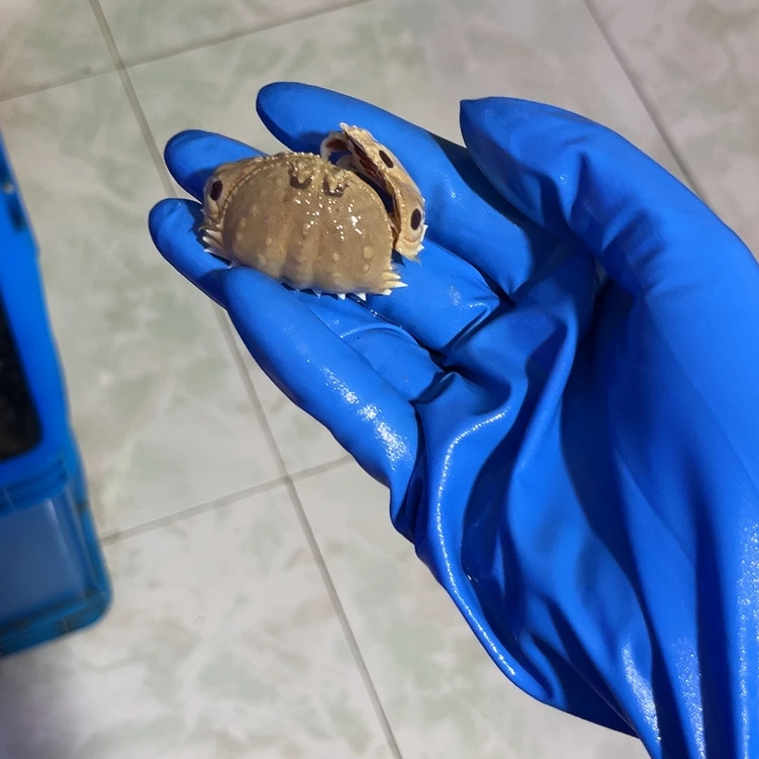 -***-纽扣珊瑚面包蟹1111