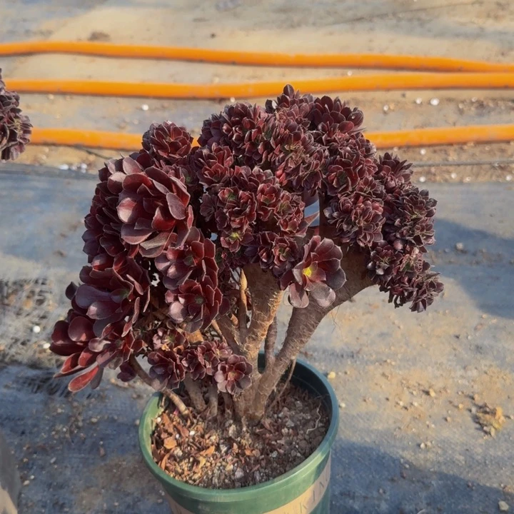 特特特特特特特6660