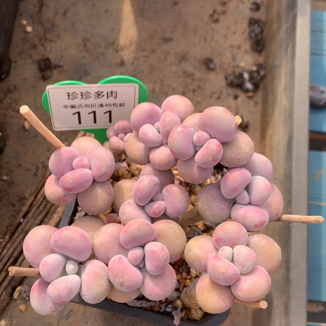 腰子蛋老桩无砍平头111