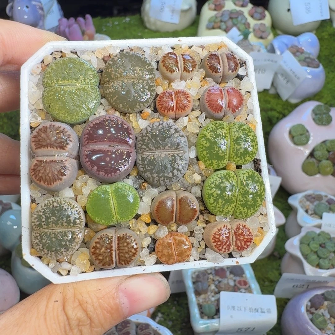 ****猫多肉植物福利冲697