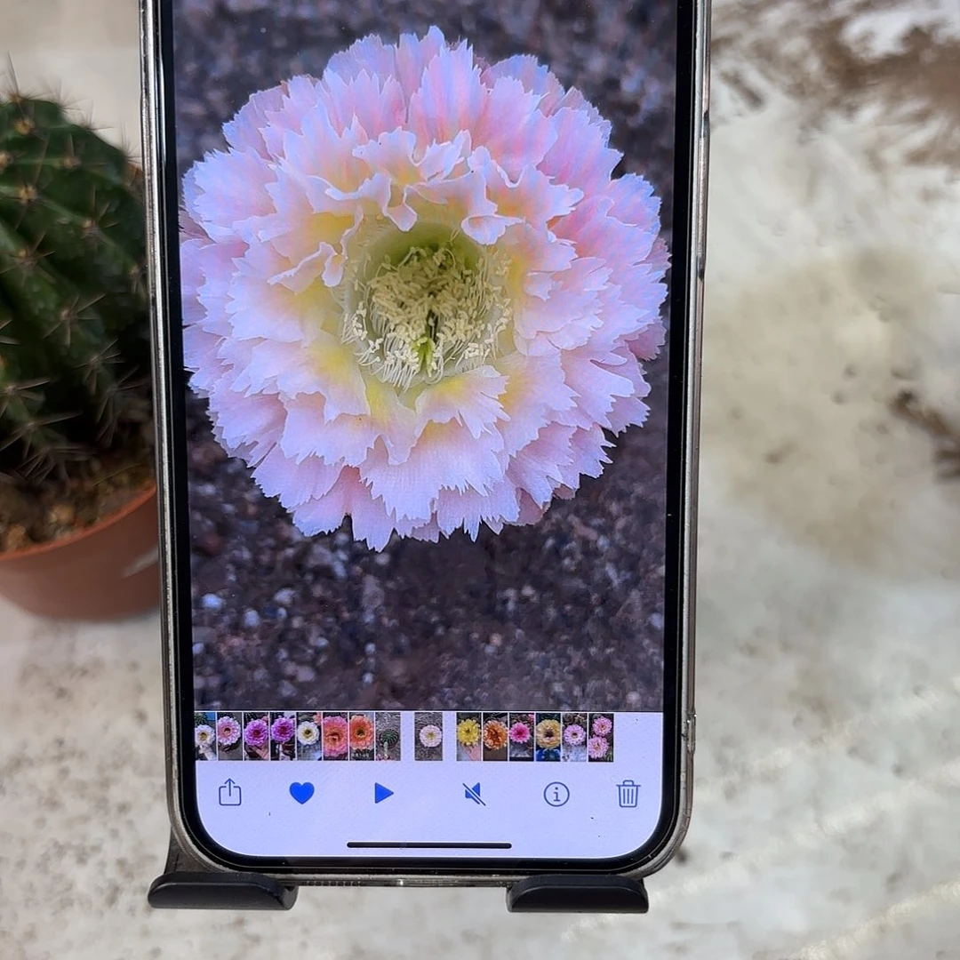 彩草颜如玉7-7.5公分微瑕