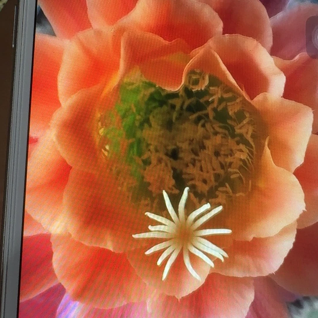 杏光辉侧芽5公分毛花柱仙人球