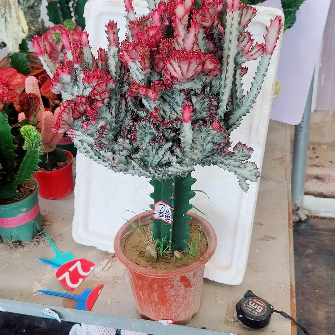 一物一拍彩麒麟木架打包