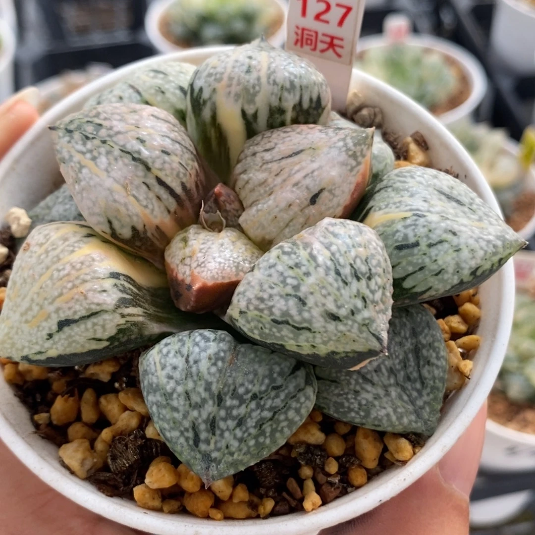 127实生丸叶白银锦一物一拍