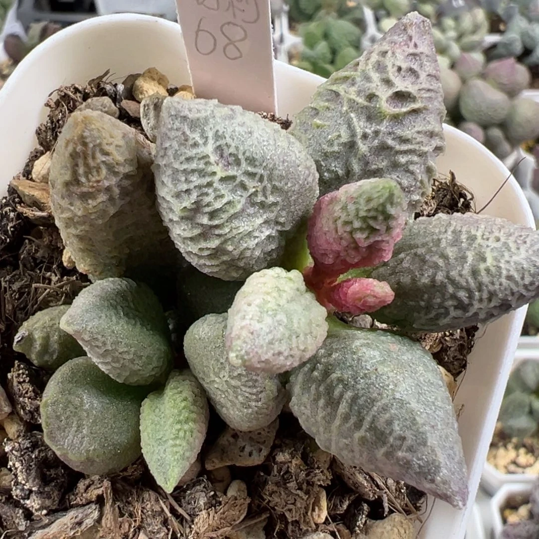 w倒刺多肉植物水泡