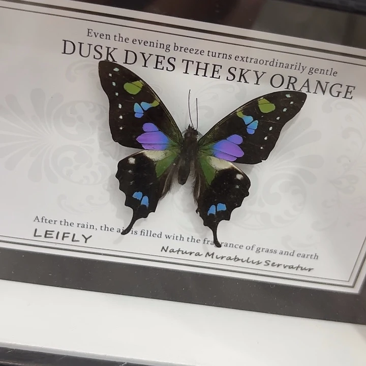 ****黄蝴蝶标本定制282@