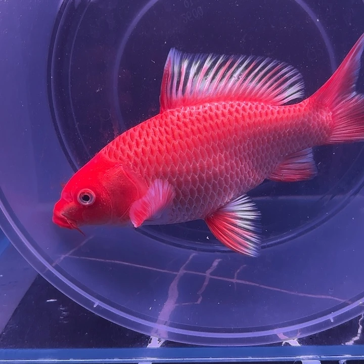 还***睡蝴蝶鲤12号蝴蝶鲤