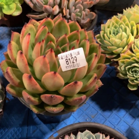 花*儿弗兰克8129多肉