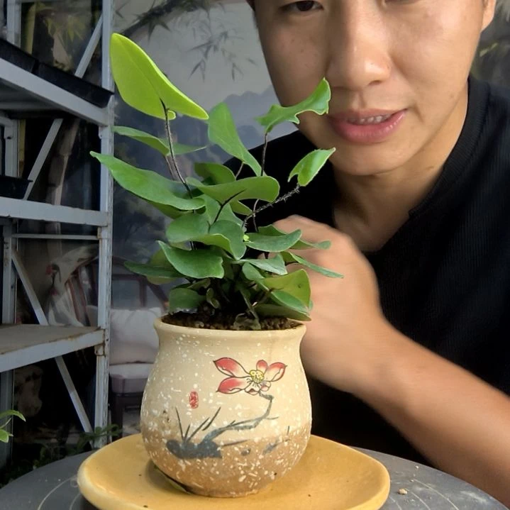 胖***胖中青园艺一物一拍33