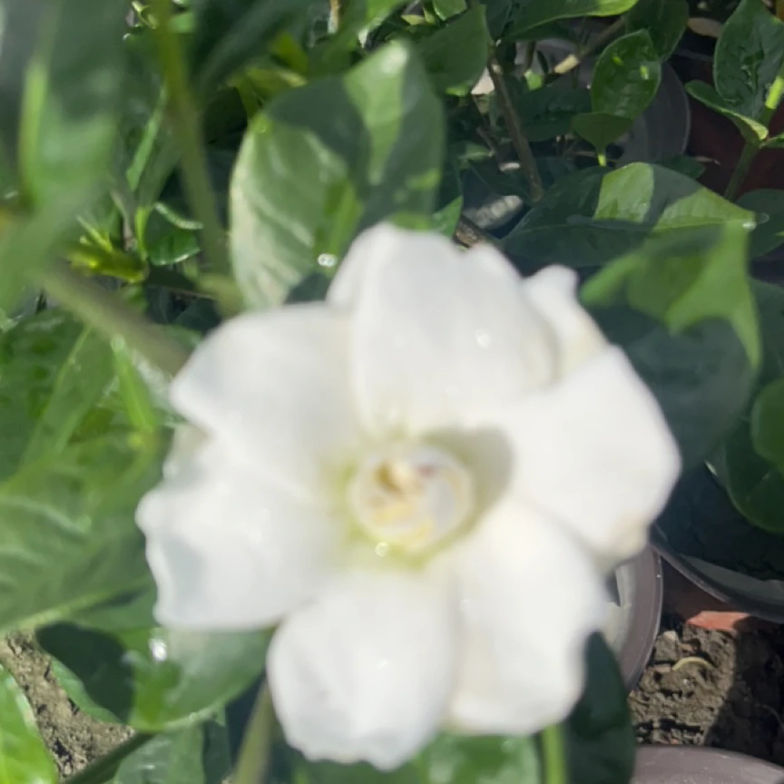 大盆栀子花盆栽带花苞室内净化空气四季开花浓香花卉