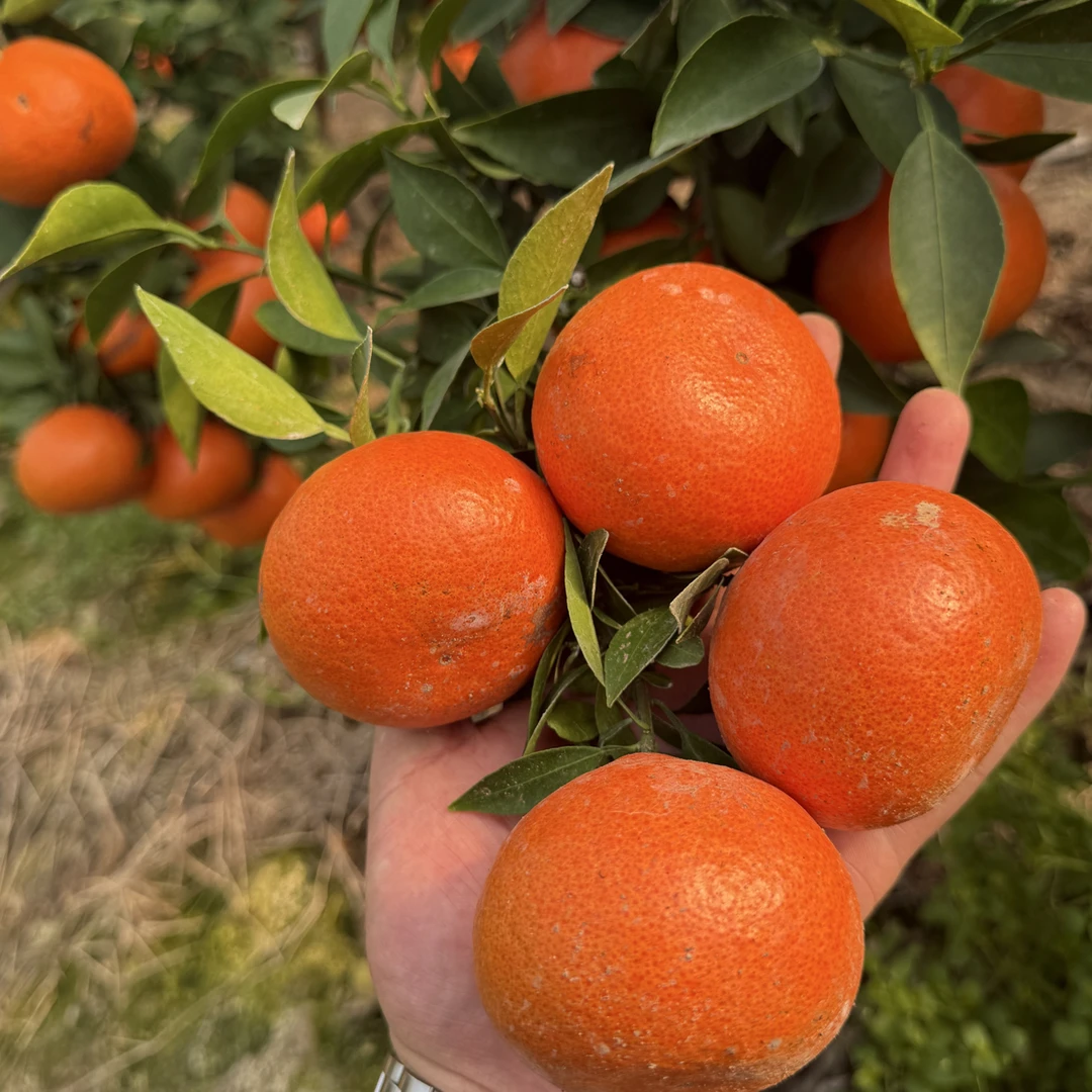 耐寒零下9度新品种满天红一年苗红皮红肉品种保真