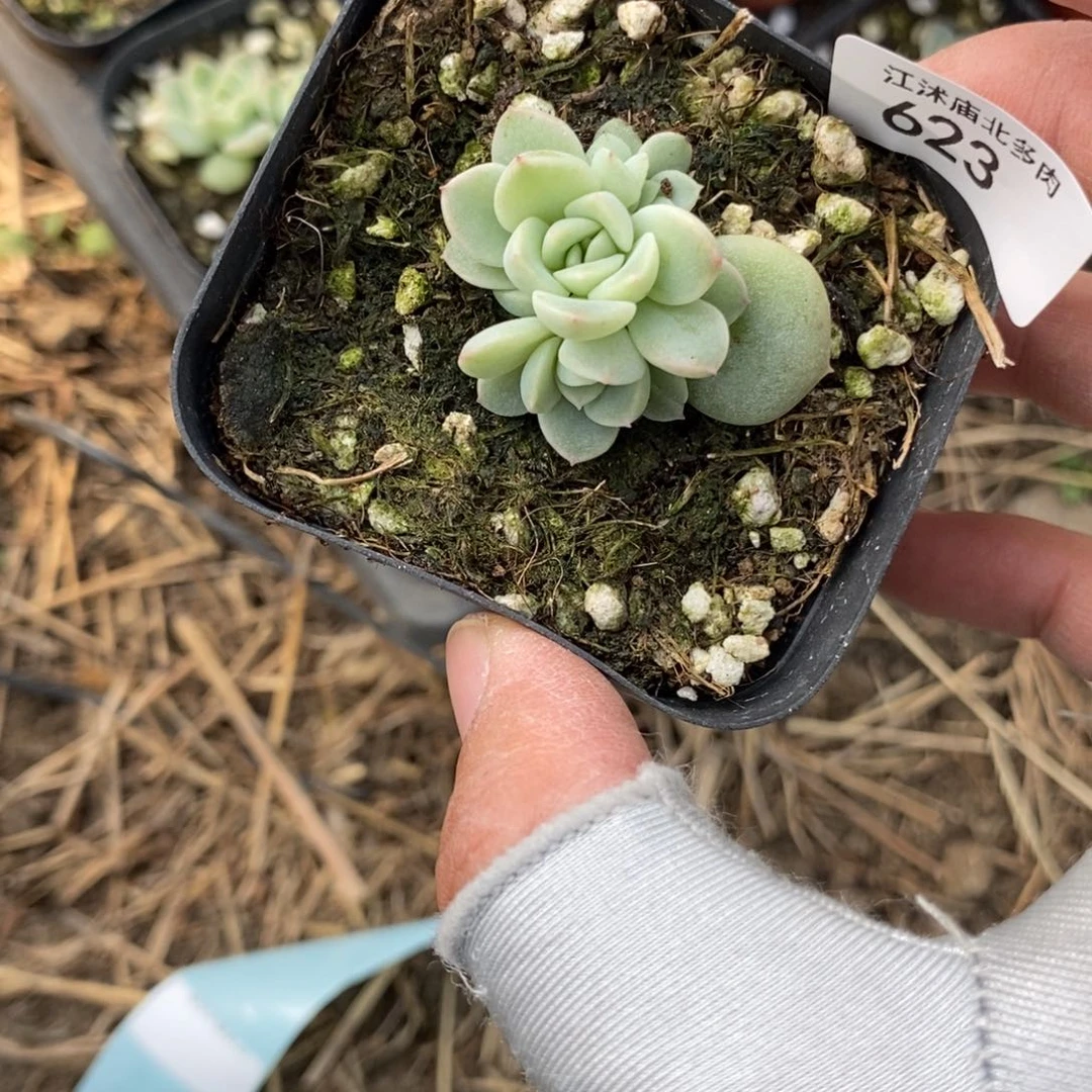 标623青柠一个多肉