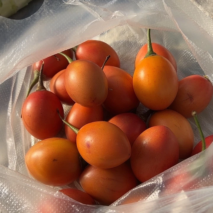 云南农家树番茄2.2斤