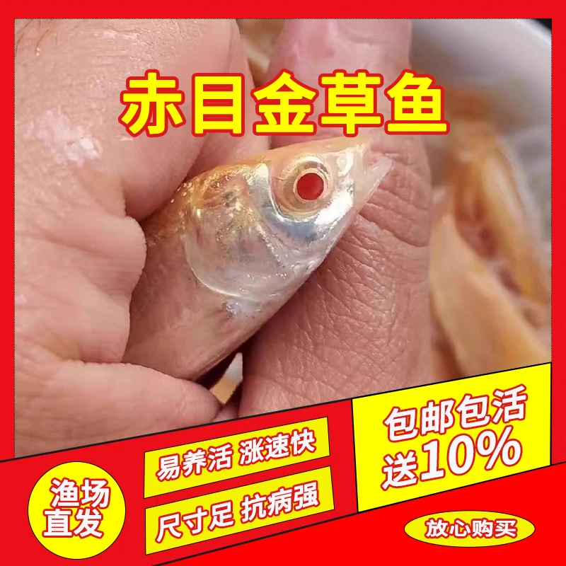 正宗红眼金丝草鱼赤目金草鱼淡水活体宠物养殖观赏性鱼苗