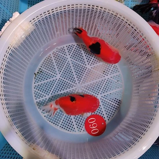 金鱼090兰寿两只特价顺丰包邮