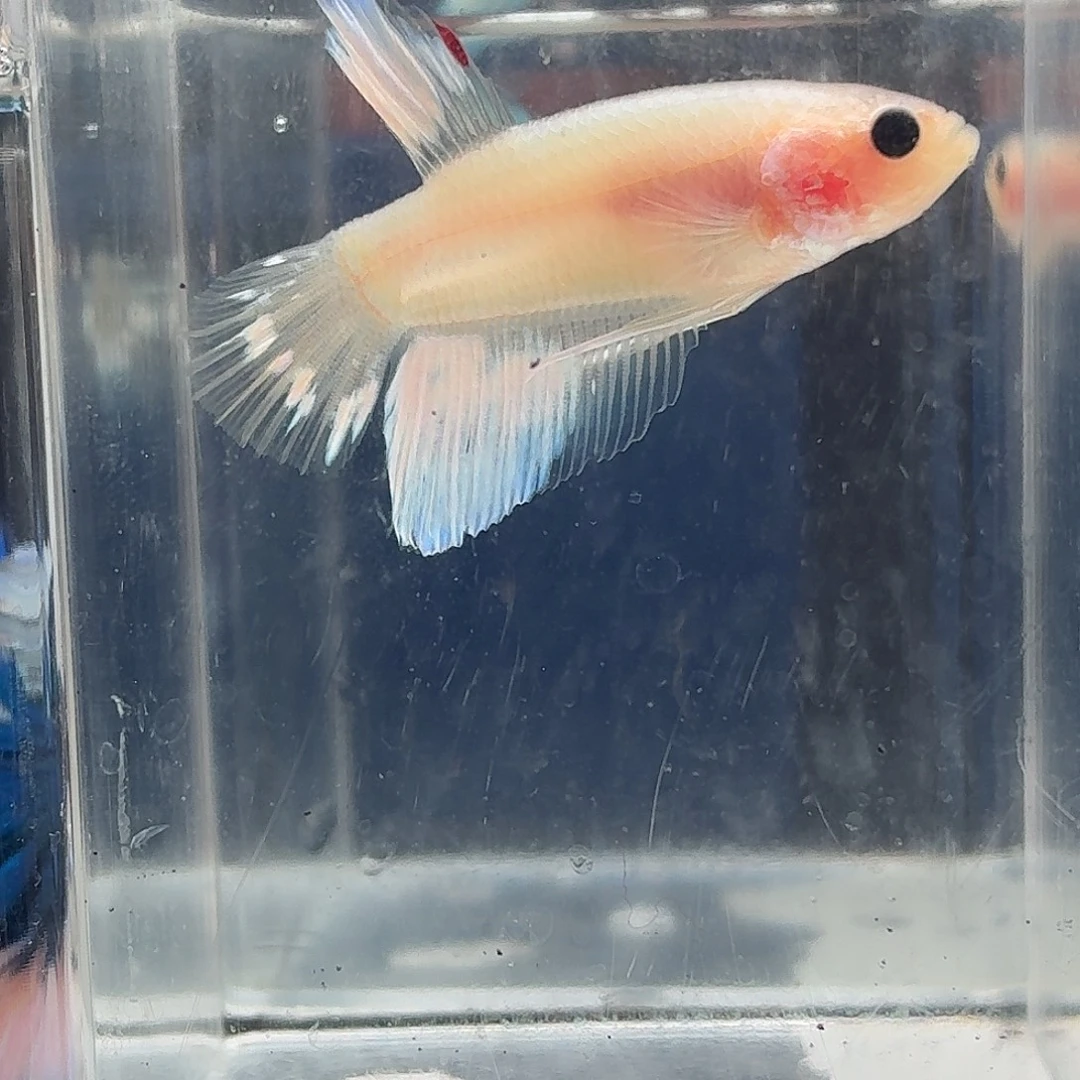 斗鱼泰国斗鱼直播158