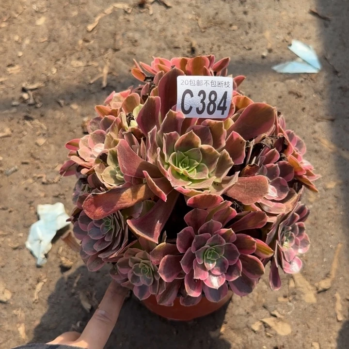 凤冠……多肉植物……