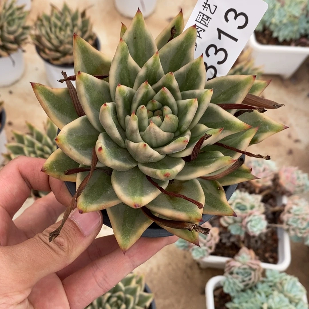 艾克魂锦多肉植物3313
